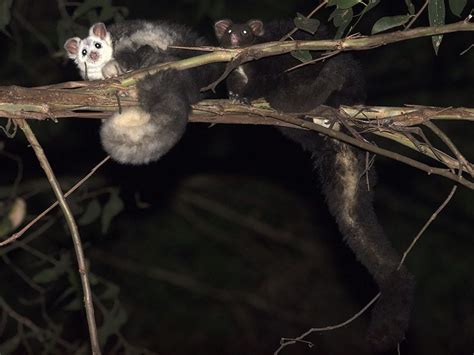 Greater Glider Recovery Project - Long Term Ecology