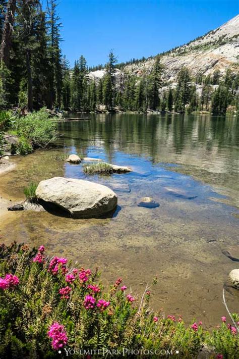 May Lake Photos - Jewel In The High Country | Yosemite Park Photos