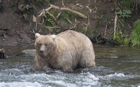 Don't mess with this mama bear: Grazer easily wins popular Fat Bear ...