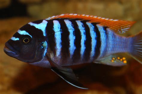 √ Demasoni Cichlid Female | Fischlexikon