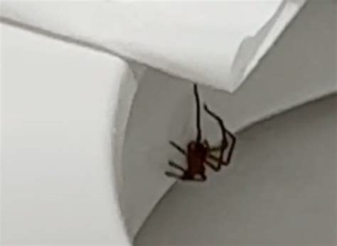 Woman Finds Largest Venomous Spider In World Under Toilet Seat