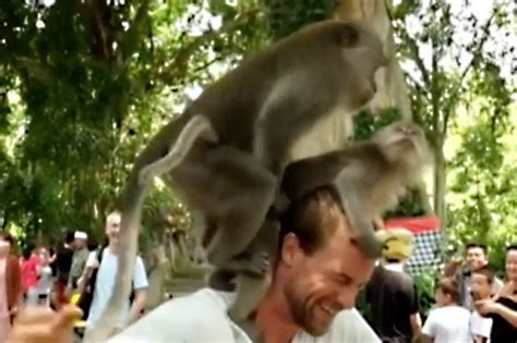 Monkeys Have Sex On Mans Shoulder In Shocking Clip Of Nature Daily Star