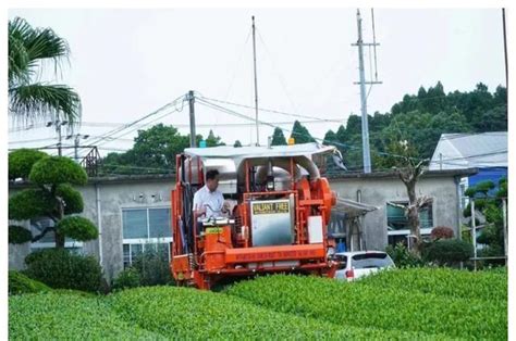 日本茶叶的发展特色：标准化、机械化、从头至尾贯穿整个产业链产业链茶叶茶园新浪新闻