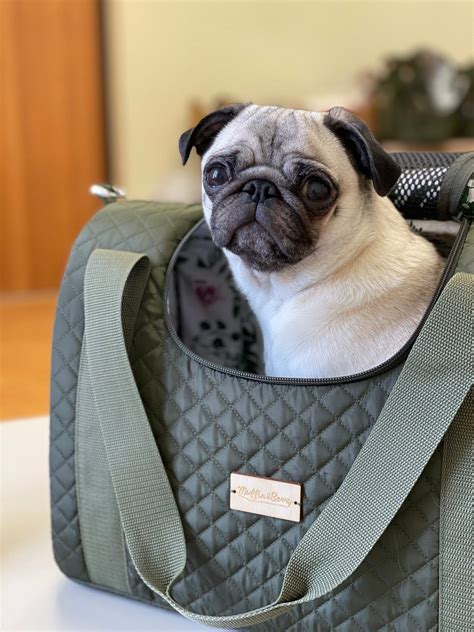 20 Discreet Dog Purse Carrier Options For Stylish Pups Hey Djangles