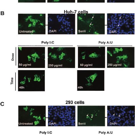 Induction Of Irf 3 Nuclear Localization By Dsrna A Huh 7 Or 293