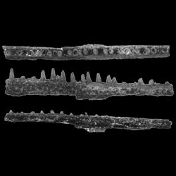 Cretaceous Atlas Of Ancient Life Belonostomus