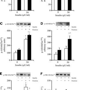 A Insulin Independent Glucose Uptake In Rat Soleus Muscles Immediately