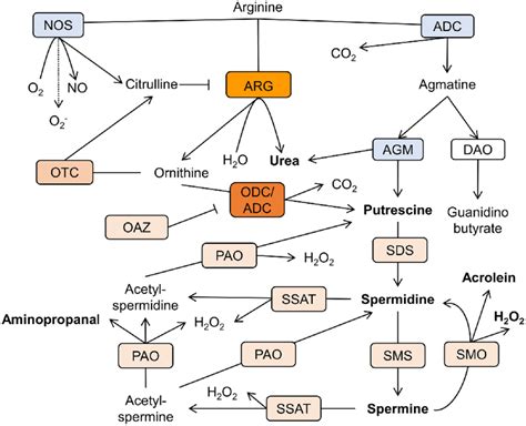 Schematic Representation Of The Polyamine Metabolism Pathways In AD