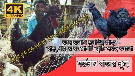 4k Video Garia Hatbazar Health Benefits Of Kadaknath Chicken Rs400