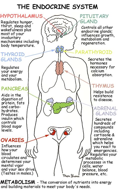 Endocrine System Function And Structure