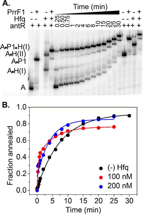 Effect Of P Aeruginosa Hfq On Rna Annealing Kinetics A Nm