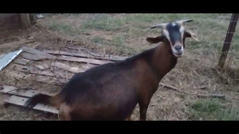 Can You Tell Which Goats Are Pregnant Youtube