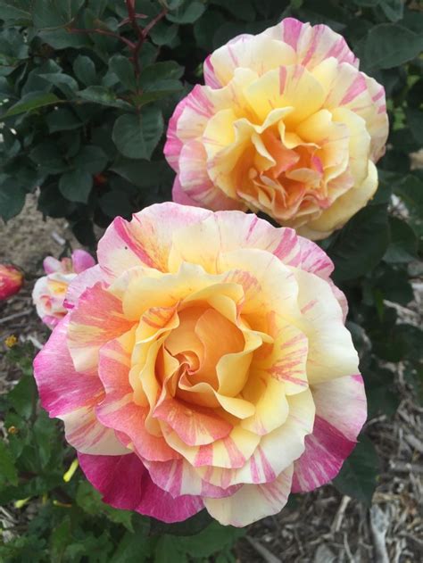 Pin By Sivaji Raju On Rose Rose Garden Landscape Hybrid Tea Roses