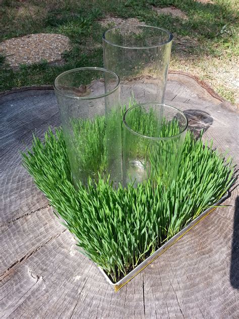 Wheatgrass Centerpieces With Images Wheat Grass Centerpiece Football Banquet Centerpieces