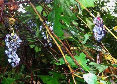 hikers notebook fox grape