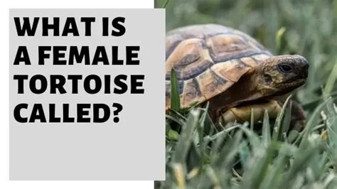 What Is A Female Tortoise Called? » Pet Educate