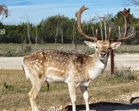 Cannundrums: Fallow Deer