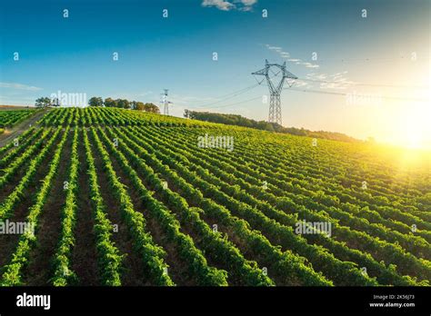 Sunrise Landscape Of Vineyard Agricultural Fields In The Countryside