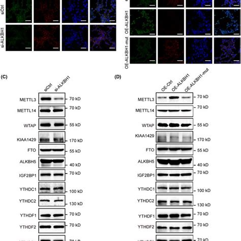 Knockdown Of ALKBH1 Suppresses Colorectal Cancer CRC Cell Migration