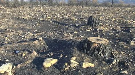 Qu Hacer Con La Madera Quemada De Nuestros Bosques El Correo