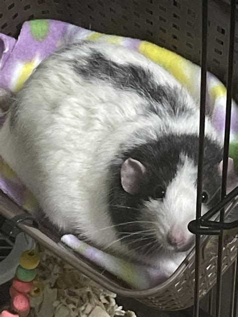 My rat loves squishmallows, he’s just like me fr : r/RATS