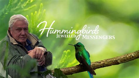 Havent Seen Anyone Post About David Attenboroughs Hummingbird