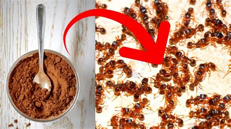 Natural Ways To Get Rid Of Ants In Your House And Garden YouTube