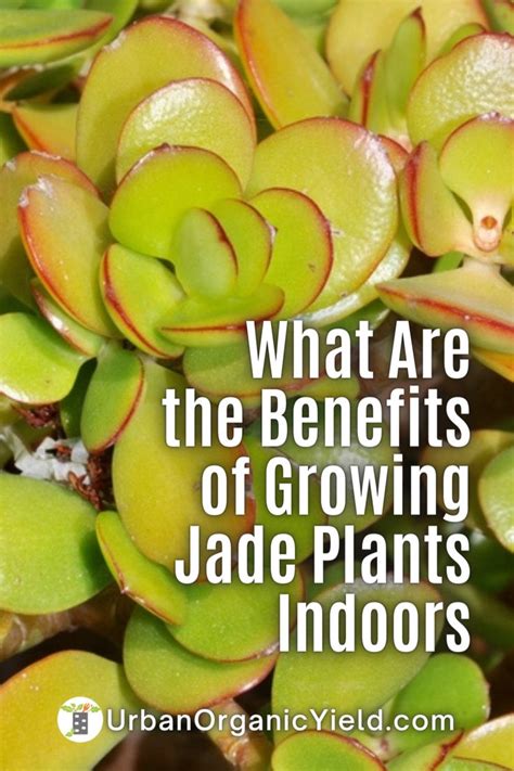 Grwoing Jade Plant Benefits As A Houseplant Jade Plants Plant