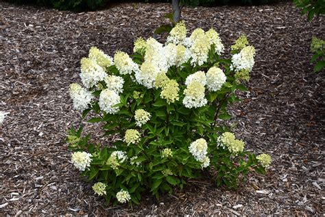 Zinfin Doll Hydrangea Hydrangea Paniculata Smnhprzep In Edmonton St