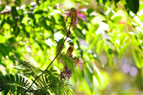 Orange Bellied Flowerpecker From Camp John Hay Baguio Benguet