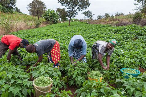 Ethiopia: How Conservation Agriculture Is Helping Farmers Become More Than Subsistence Farmers ...