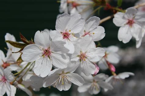 Flor De Cerejeira Flores Primavera Foto Gratuita No Pixabay Pixabay