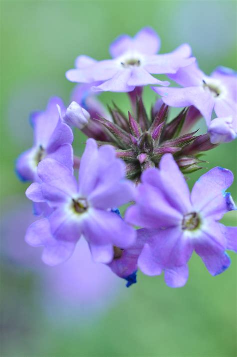 Gorgeous bloom of Moss Verbena Flower Gardening, Organic Gardening ...