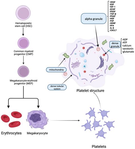 Platelet Development And Structure The Hematopoietic Stem Cell Is A