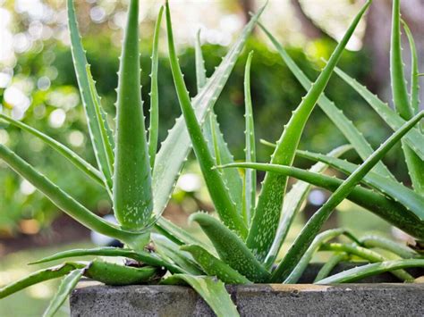 13 Mistakes You Might Be Making With Your Aloe Vera Plants Garden İdeas