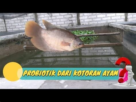 Cara Budidaya Ikan Gurame Di Kolam Beton Probiotik Dari Air Rendaman