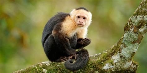 Mono (animal) - Información, hábitat, alimentación y características