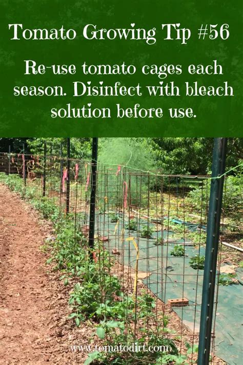 How To Build Tomato Cages To Support Tomato Plants