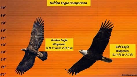 Golden Eagle Wingspan How Big Is It Compared To Others