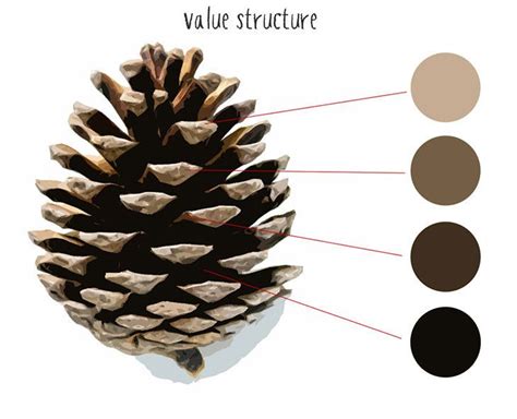 Pine Cone Drawing Step By Step Artofit
