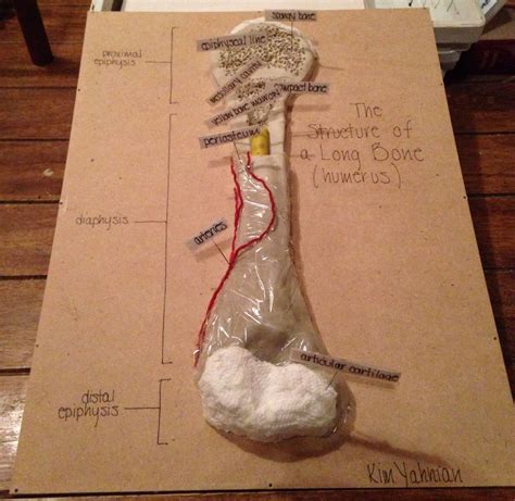 Pin By Mary Ellen On Kathleen School Human Body Projects Science