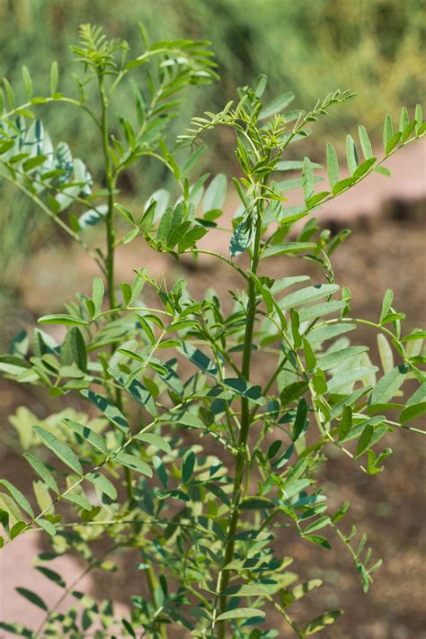 Licorice Plant How To Grow This Medicinal Herb At Home