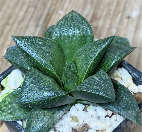 shpr haworthia magnifica  splendens japan  haworthia magnifica