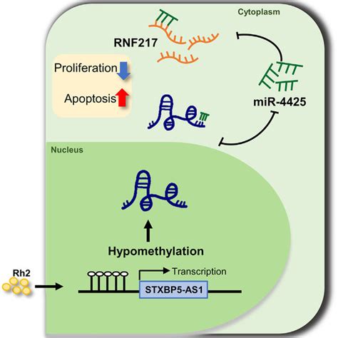 Schematic Diagram Of The Rh2stxbp5 As1mir 4425rnf217 Regulatory Download Scientific Diagram