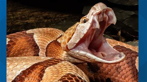 Guest bitten by copperhead snake at NC Zoo | wcnc.com