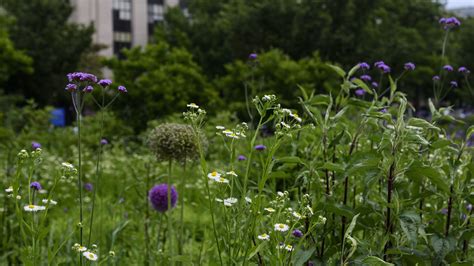 Habitat of Flight (Off Display) - Smithsonian Gardens