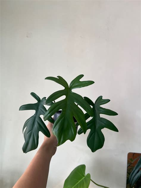 Philodendron Mayoi Furniture And Home Living Gardening Plants And Seeds