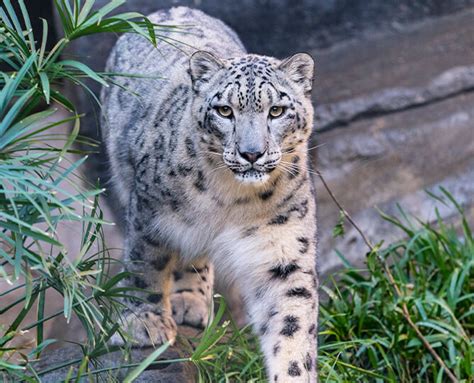 Snow Leopard | San Diego Zoo