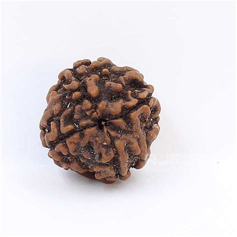 4 Mukhi Natural Nepali Rudraksha With IGL Lab Certified 2 To 30