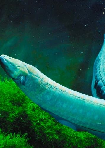 flotsam jetsam fan casting    mermaid mycast fan